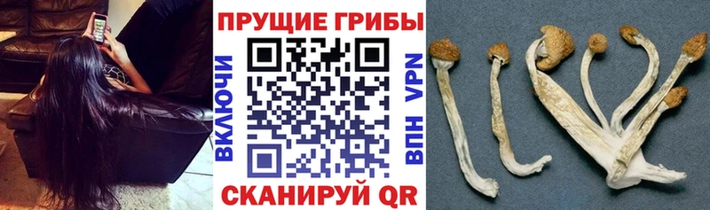 площадка какой сайт  Буйнакск  Галлюциногенные грибы ЛСД 